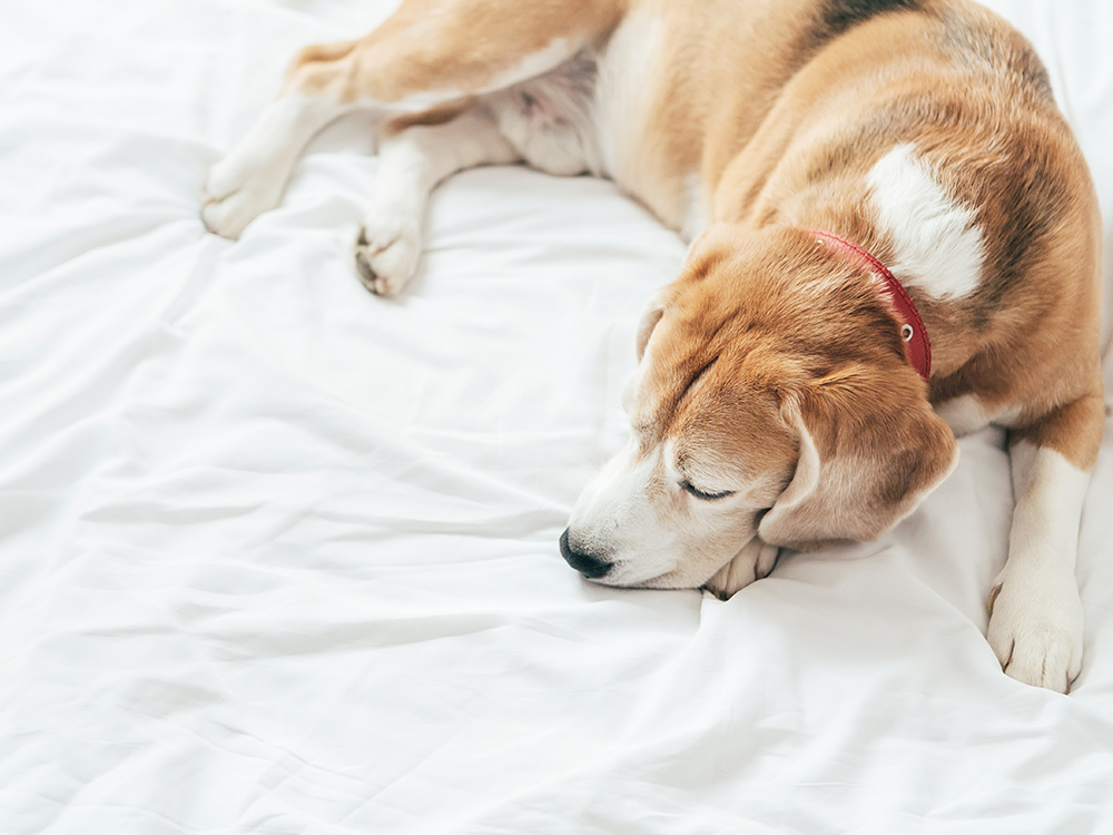 シニア犬や持病のあるワンちゃんにも対応